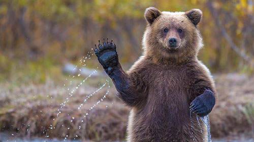 правила встречи с медведем