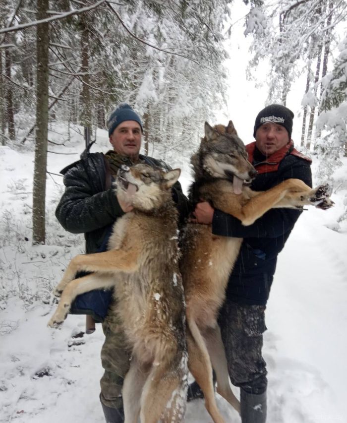 (Слева направо) Дмитрий ШНИТКОВ и Сергей ФЕДОРОВИЧ знают толк в волках