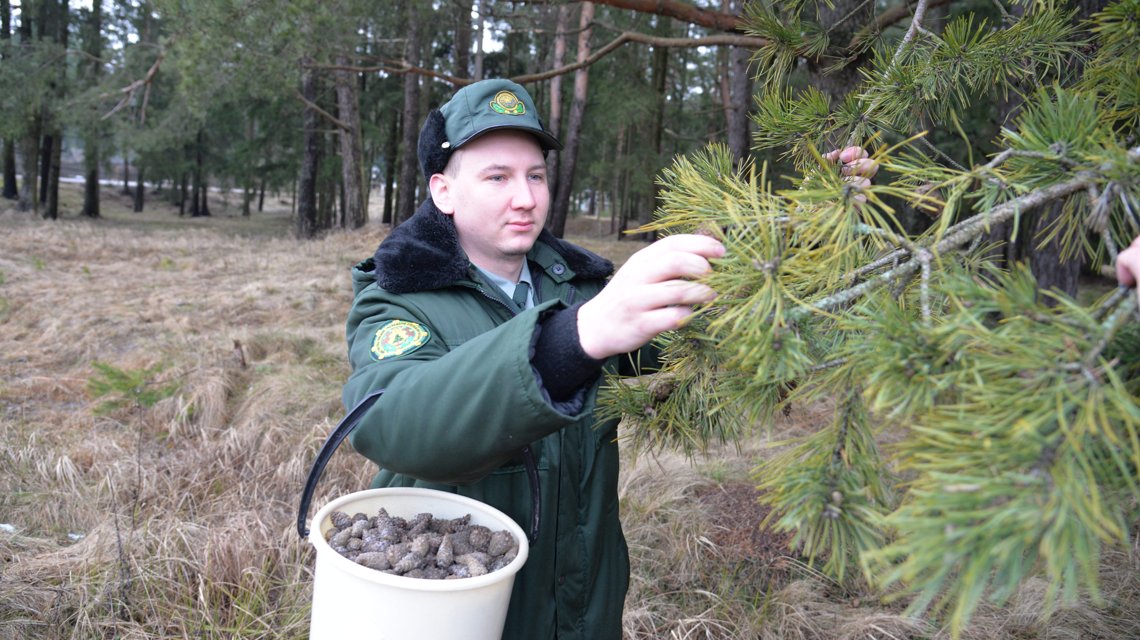 Мастер леса Николай ЕФИМОВ шесть лет работает в Крупском лесничестве. Говорит, сбор шишек – дело важное и ответственное. На первый взгляд крылатка маленькая и невзрачная. А это – наши будущие леса. 