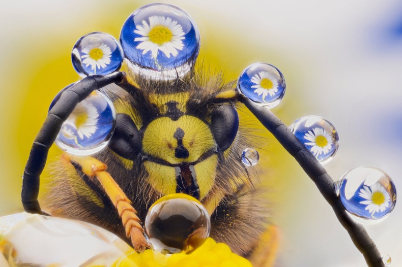 Позитивная пчела с украшениями из капель. (Фото Murray Mcculloch)