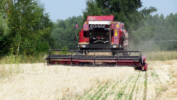В Минской области убрано 81,3% площадей зерновых и зернобобовых