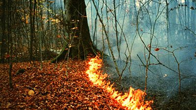 Лесной пожар: как действовать?