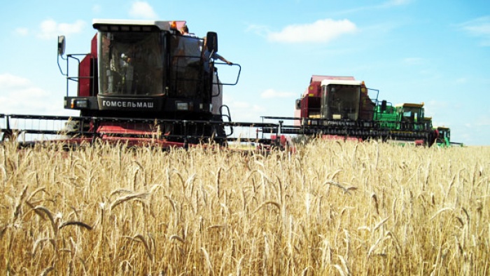 На 14 августа в Минской области убрано 84,6% площадей зерновых и зернобобовых