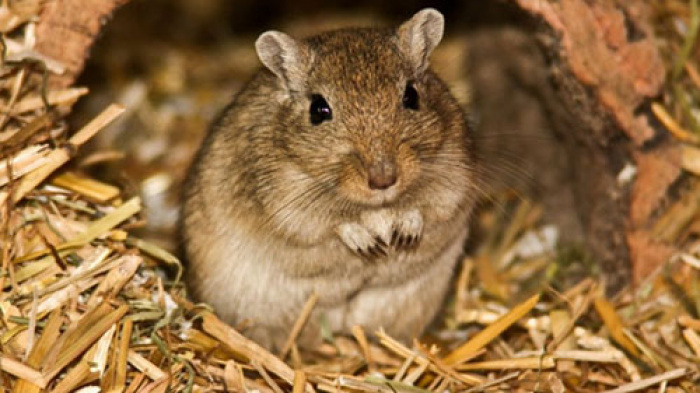 В Великобритании полицейские спасли голодающую мышь