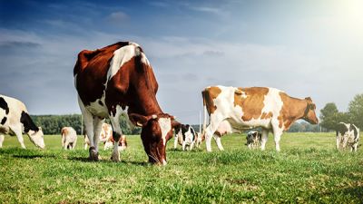 Лукашенко жестко предупредил чиновников об ответственности за сохранность кормов для животноводства
