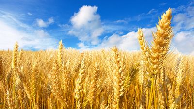 Аграрии Минской области намолотили 412,4 тыс. тонн зерна
