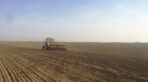 Посевные площади озимых зерновых в Минской области планируется увеличить