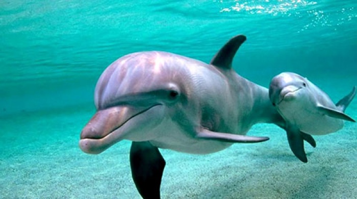 23 июля – Всемирный день китов и дельфинов