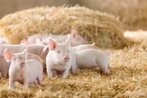 Райветстанция: профилактика африканской чумы свиней продолжает оставаться актуальной