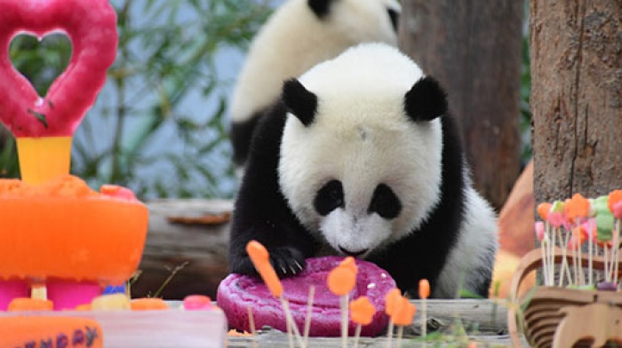 Панды отпраздновали день рождения на грандиозной вечеринке