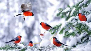 Чем можно кормить птиц зимой? Спросили у специалиста