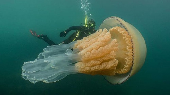 Гигантскую медузу сфотографировали у берегов Великобритании