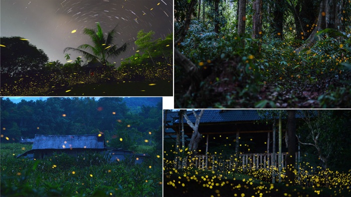 Тысячи светлячков обитают в ботаническом саду Юньнаня
