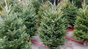 В Минской области планируют заготовить к праздникам 30 тыс. новогодних деревьев