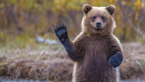 Как вести себя при встрече с медведем? Рассказывает специалист