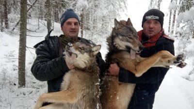 В Обчугском лесничестве отстрелили двух волков