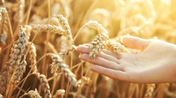 В Минской области убрано 72,2 % всех площадей зерновых и зернобобовых