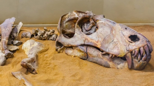 Исследователи нашли в ЮАР останки древнейших четвероногих животных
