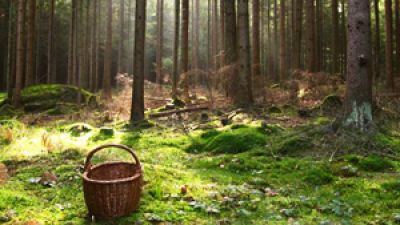 В лесах Беларуси за сутки найдены 4 заблудившихся человека