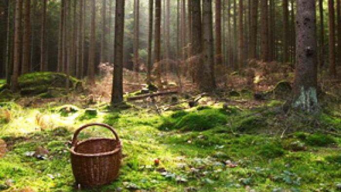 Ежегодно в белорусских лесах теряются до 400 человек