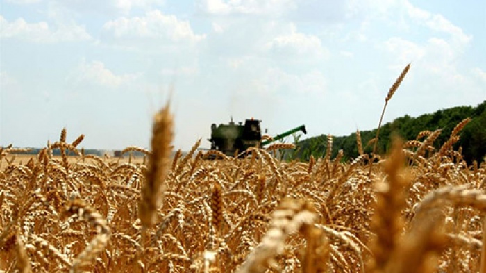 В Минской области убрано 87,1% площадей зерновых и зернобобовых