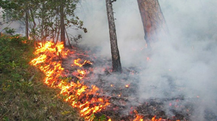 В Крупском районе горел лес