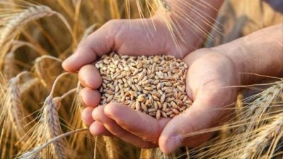 Второй миллион тонн зерна намолочен в Беларуси