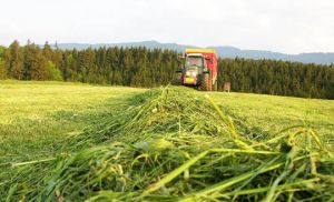 В Минской области в начале мая планируют приступить к первому укосу трав