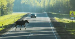 Почему дикие животные выходят на автодороги? Рассказали в ГАИ