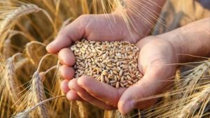 Девять миллионов тонн зерна намолочено в Беларуси