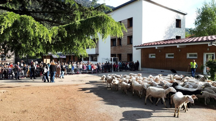 Во французскую школу зачислили 15 баранов и овец