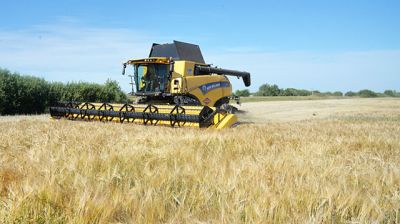7 720 тонн озимой пшеницы намолотили крупские аграрии