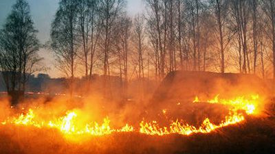 В Беларуси за сутки ликвидирован 61 пожар травы и кустарников