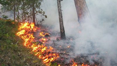 В Беларуси с начала года ликвидирован 131 лесной пожар
