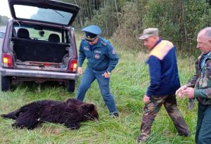 В Крупском районе на М-1 легковушка сбила медведя