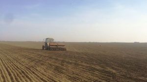 В Минской области озимые зерновые посеяны на 93% площадей