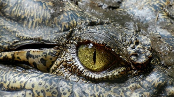 Бразильский школьник нашел останки гигантского крокодила