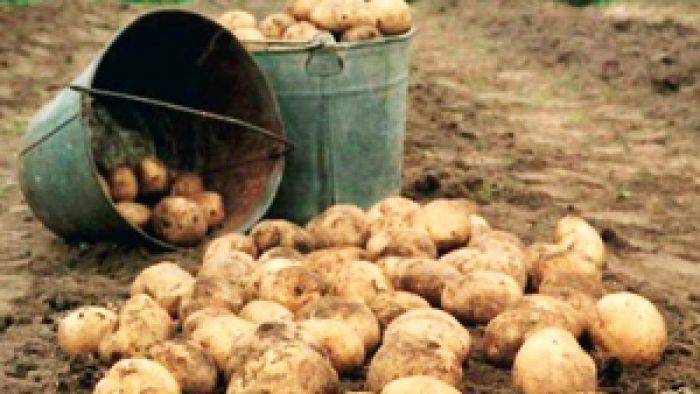 На полях Минщины активными темпами ведется уборка картофеля, свеклы и яровых культур