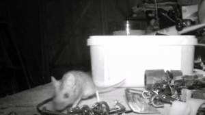 Великобританец заснял мышь, которая &quot;убиралась&quot; в его гараже (видео)