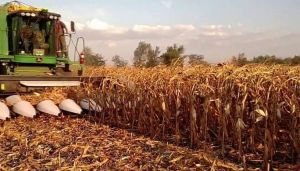 В районе продолжается уборка кукурузы на зерно