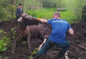 Крупские спасатели спасли лошадь