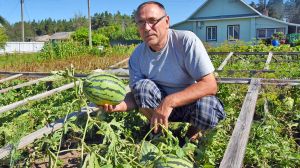Владимир Трусов из деревни Великий Лес выращивает арбузы
