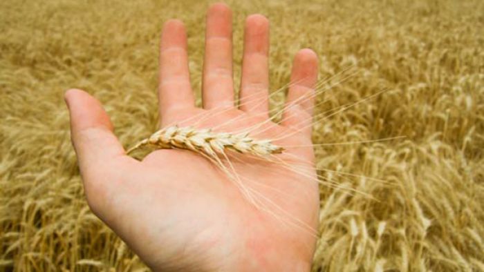 Аграрии Несвижского района первыми в Минской области намолотили 100 тыс. тонн зерна