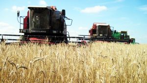 В Минской области 45 комбайнеров намолотили по более чем 1 тыс. тонн зерна