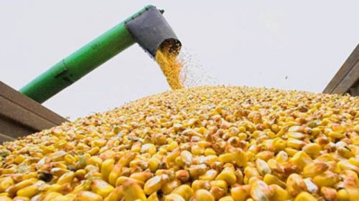 В Минской области убрано более половины площадей кукурузы