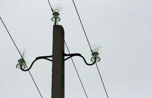 В охранных зонах электрических сетей запрещается самовольно производить посадку и вырубку деревьев