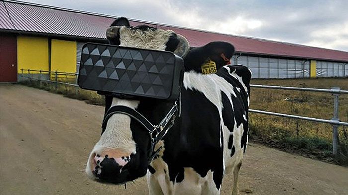 В России коровам выдали VR-очки