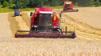 Аграрии Минской области намолотили более 242 тыс. т зерна