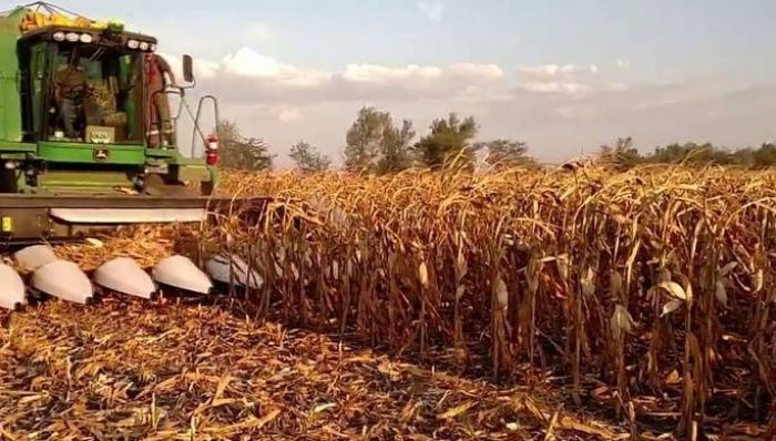 Крупские аграрии завершили уборку кукурузы на силос