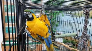 В Крупском музее проходит выставка «Мир больших попугаев»